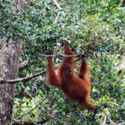 Paket Wisata Berastagi dan Bukit Lawang