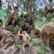 Rahmat International Wildlife Gallery