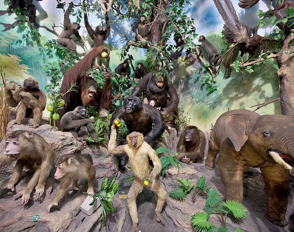 Rahmat International Wildlife Gallery