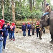 Aek Nauli Elephant Conservation