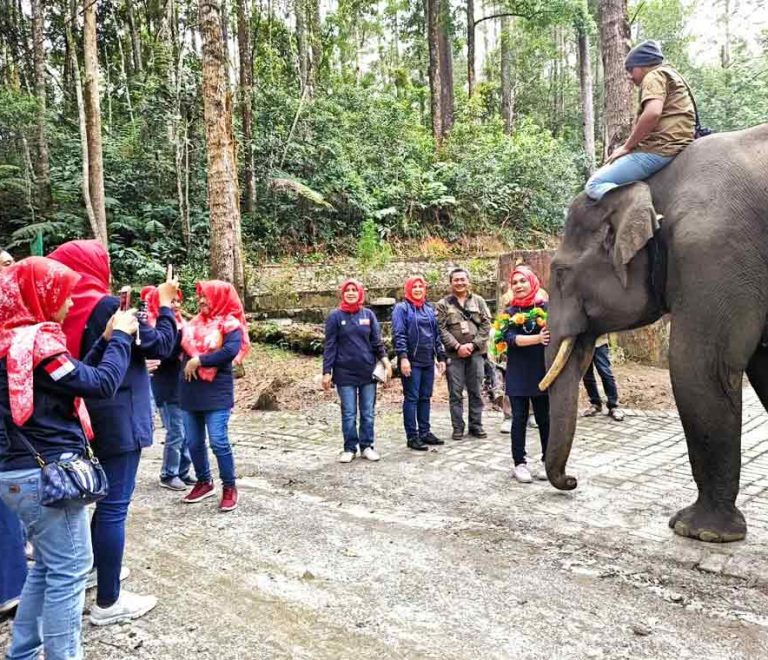 Aek Nauli Elephant Conservation