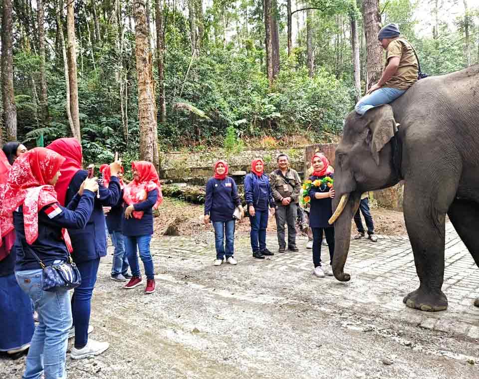 Aek Nauli Elephant Conservation