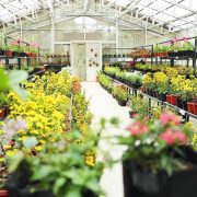 Flower Nursery Taman Simalem