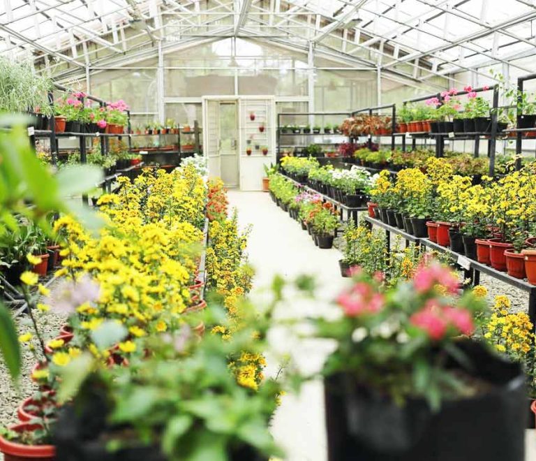 Flower Nursery Taman Simalem