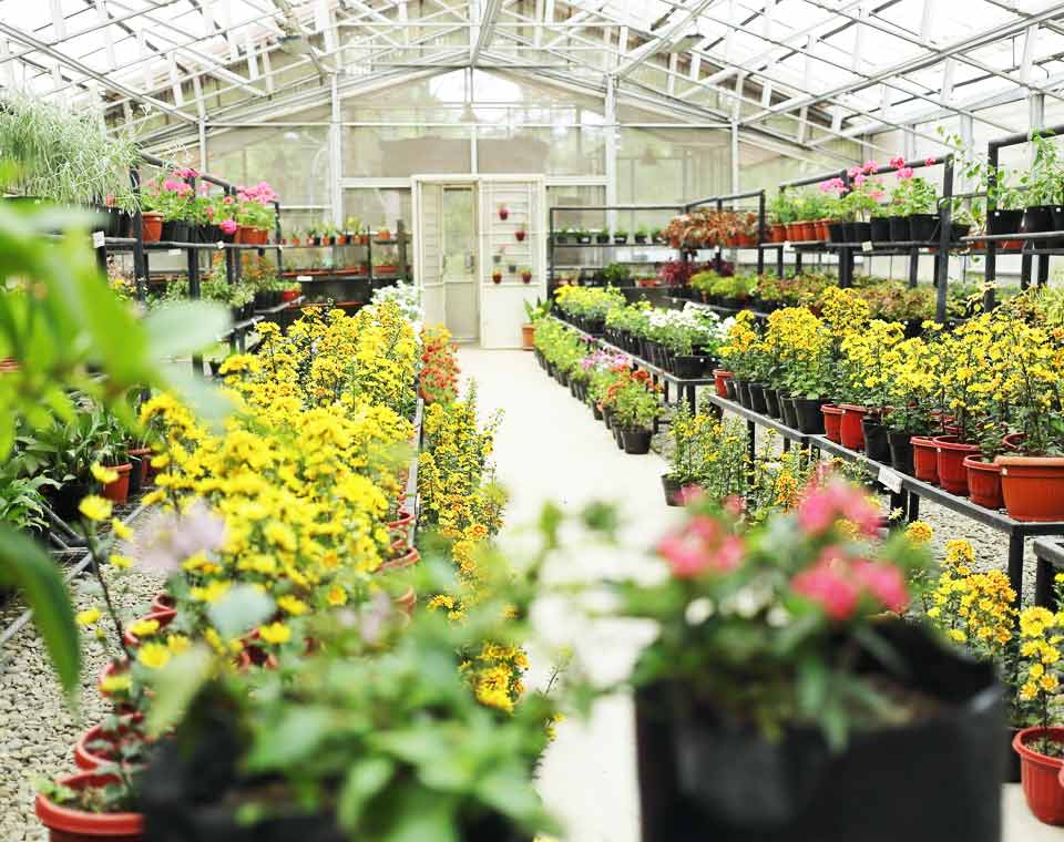 Flower Nursery Taman Simalem