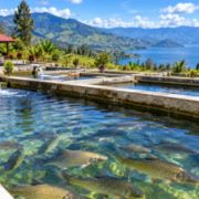 Penangkaran Ihan Batak Lembah Bakkara